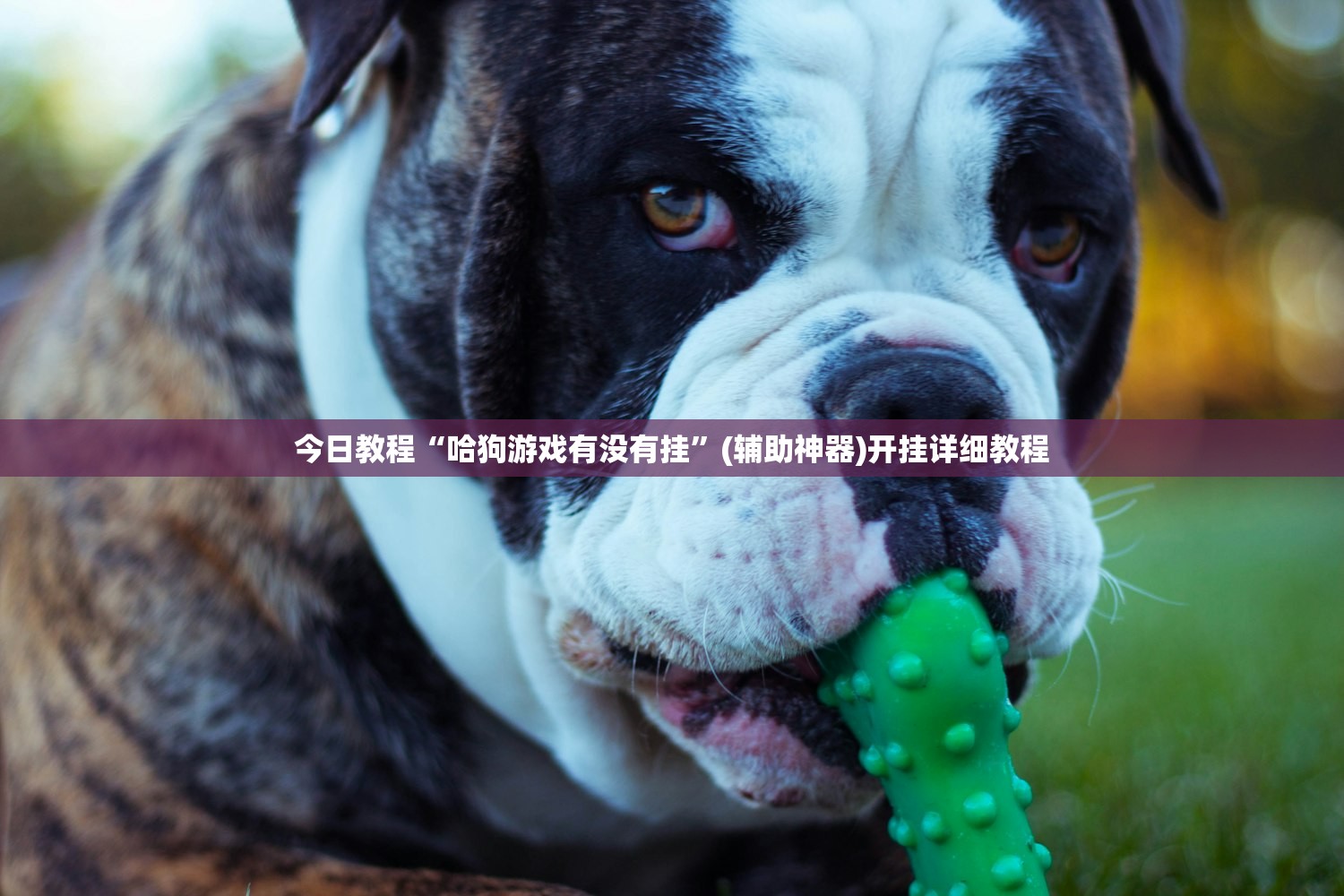 开挂技巧“新蛮王大厅怎么开挂”(透视)其实确实有挂
