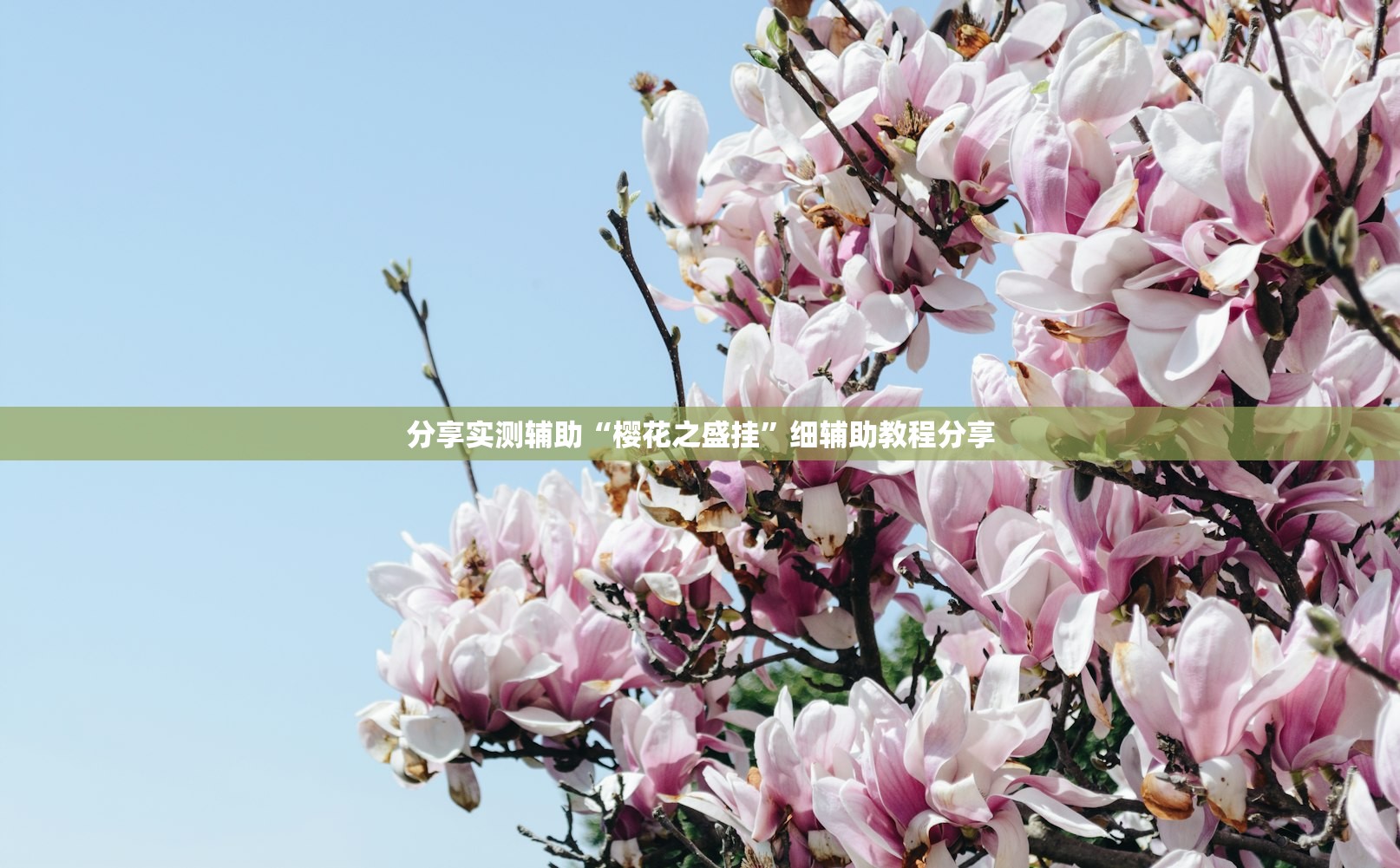 分享实测辅助“樱花之盛挂”细辅助教程分享