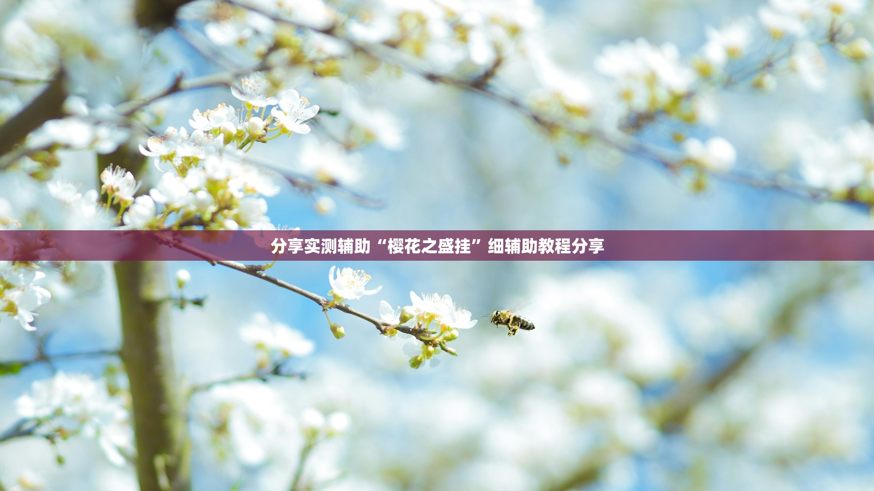 分享实测辅助“樱花之盛挂”细辅助教程分享