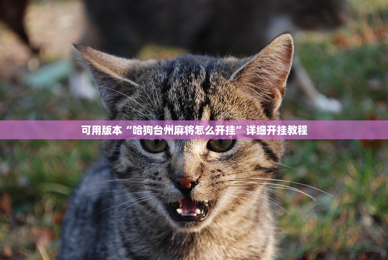 可用版本“哈狗台州麻将怎么开挂”详细开挂教程
